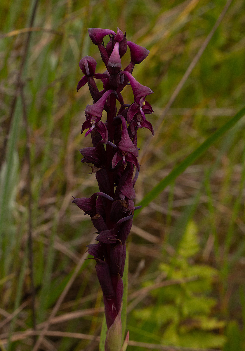 Disa hircicornis Disa hircicornis