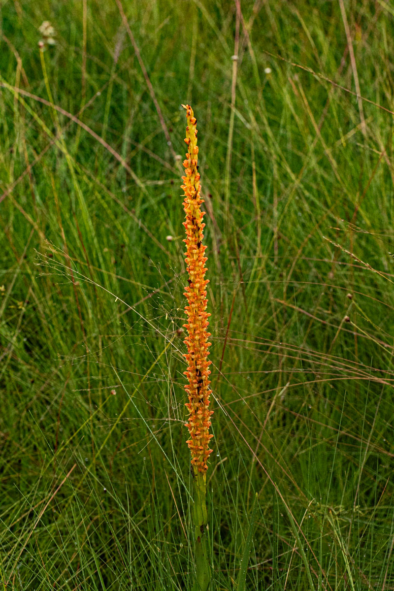 Disa ochrostachya Disa ochrostachya