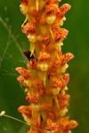 Disa ochrostachya