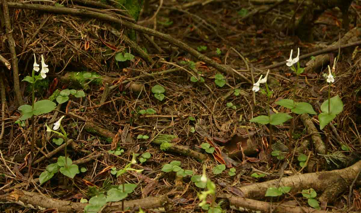 Disperis anthoceros Disperis anthoceros