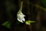 Disperis anthoceros