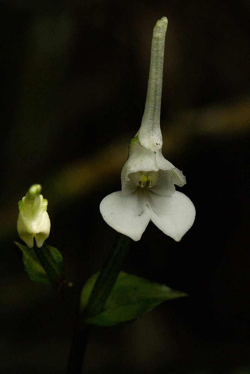 Disperis anthoceros Disperis anthoceros