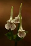 Disperis anthoceros