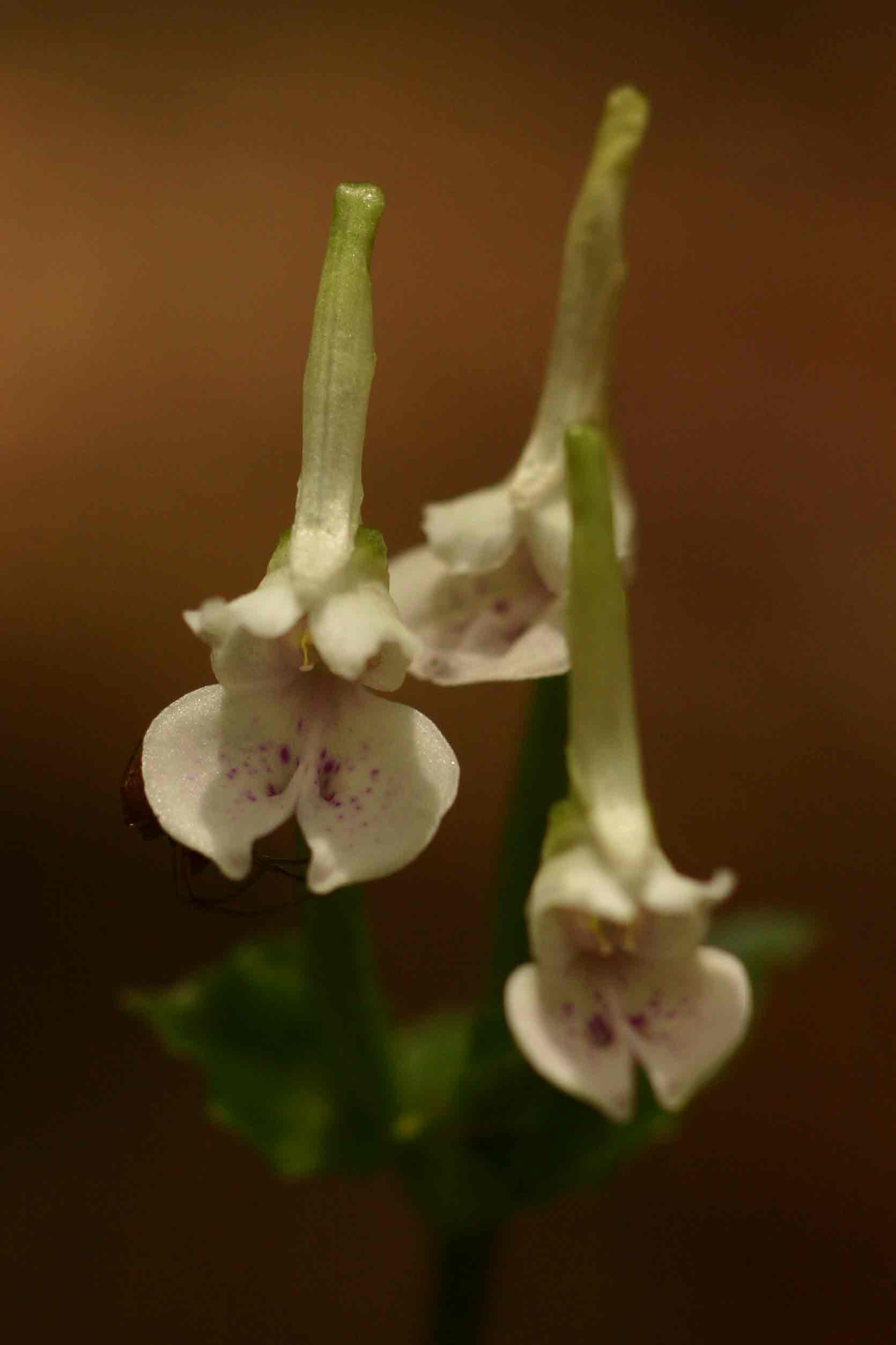 Disperis anthoceros Disperis anthoceros