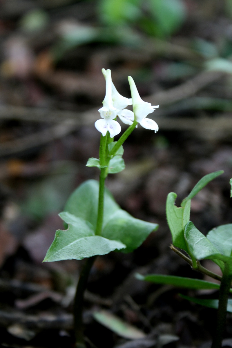 Disperis anthoceros Disperis anthoceros