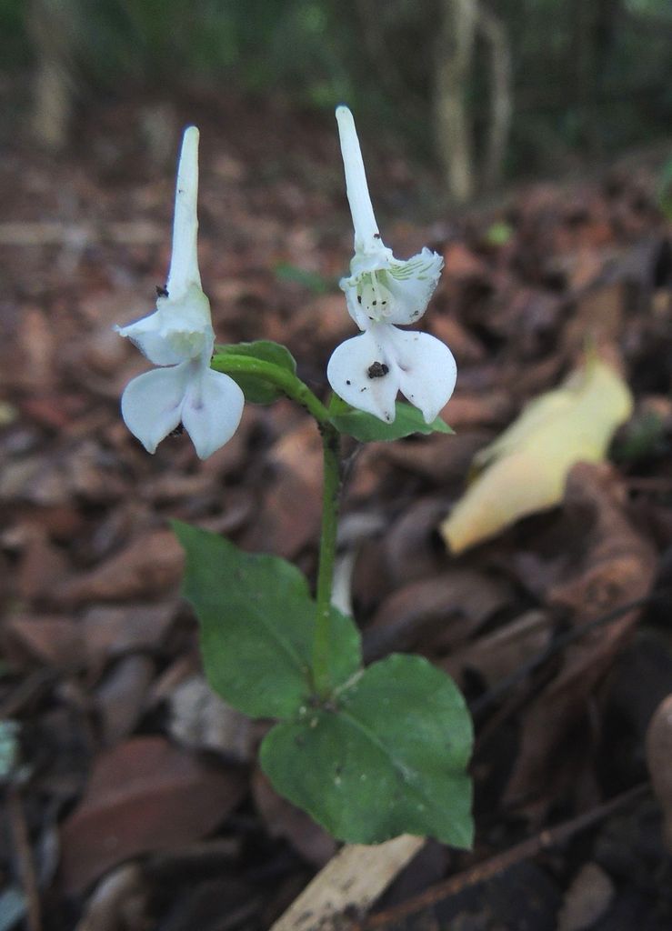 Disperis anthoceros Disperis anthoceros