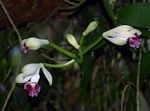 Vanilla polylepis