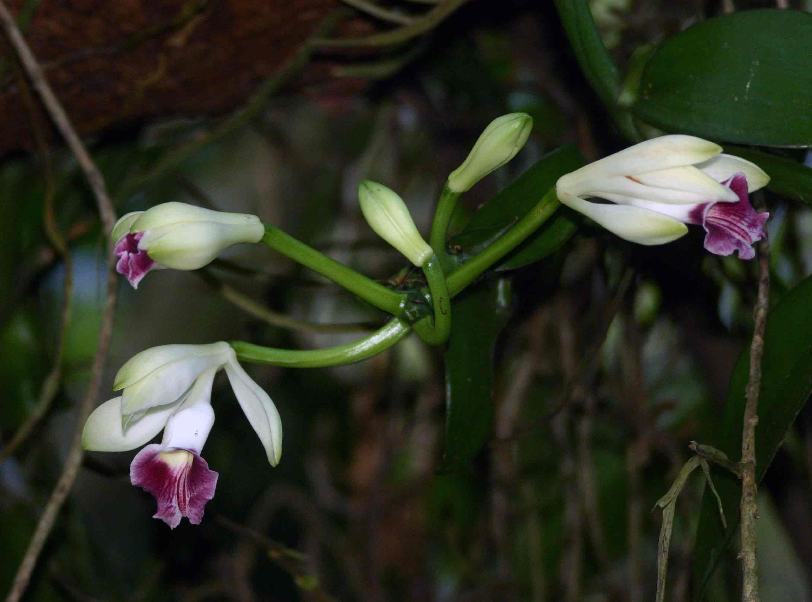 Vanilla polylepis Vanilla polylepis