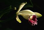 Vanilla polylepis
