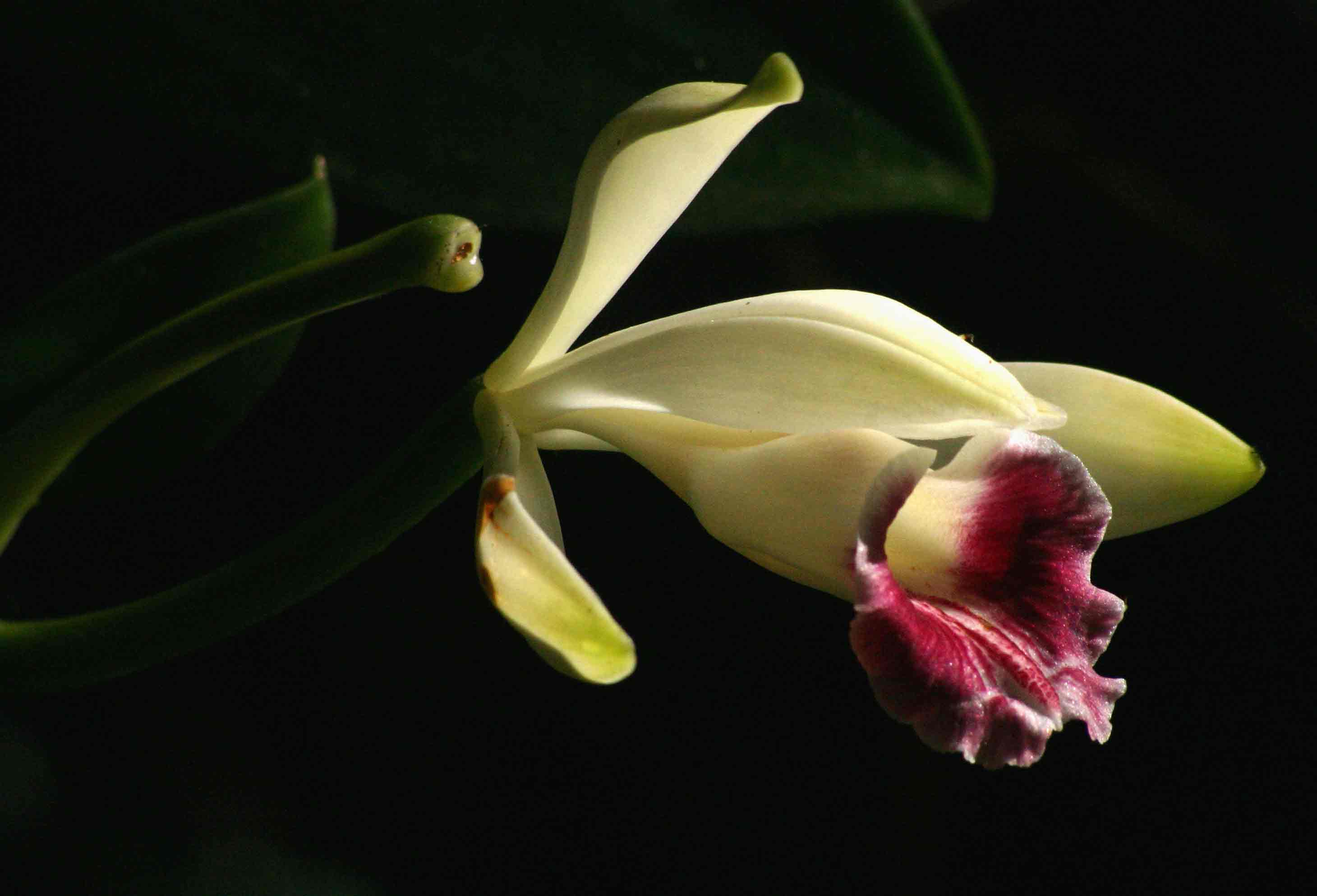 Vanilla polylepis Vanilla polylepis