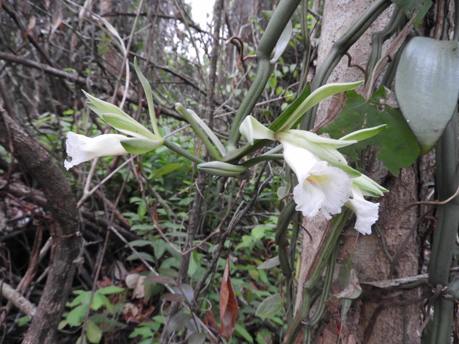 Vanilla polylepis Vanilla polylepis