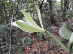 Vanilla polylepis