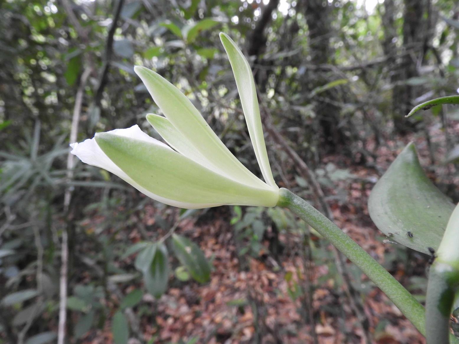 Vanilla polylepis Vanilla polylepis
