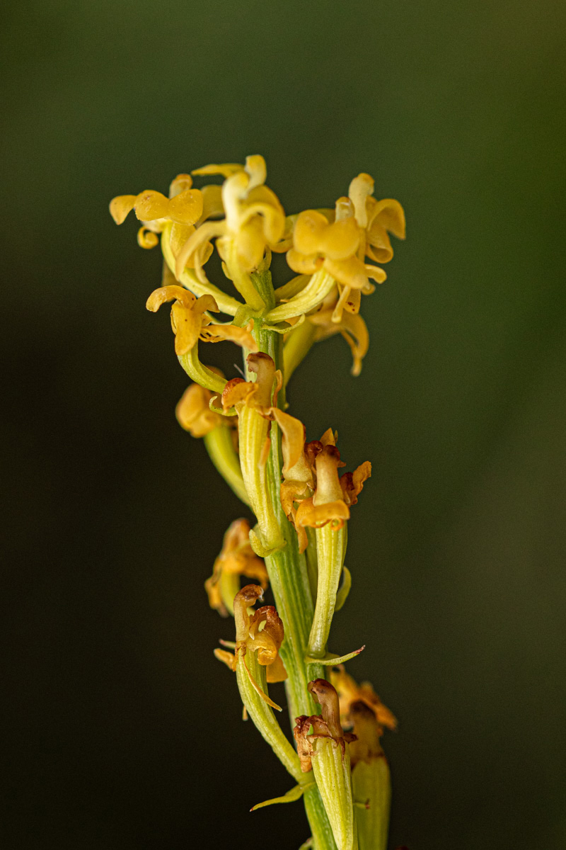 Liparis nervosa Liparis nervosa
