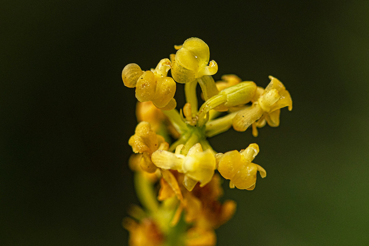 Liparis nervosa Liparis nervosa