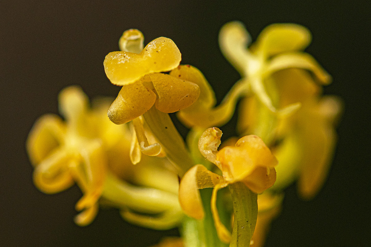 Liparis nervosa Liparis nervosa