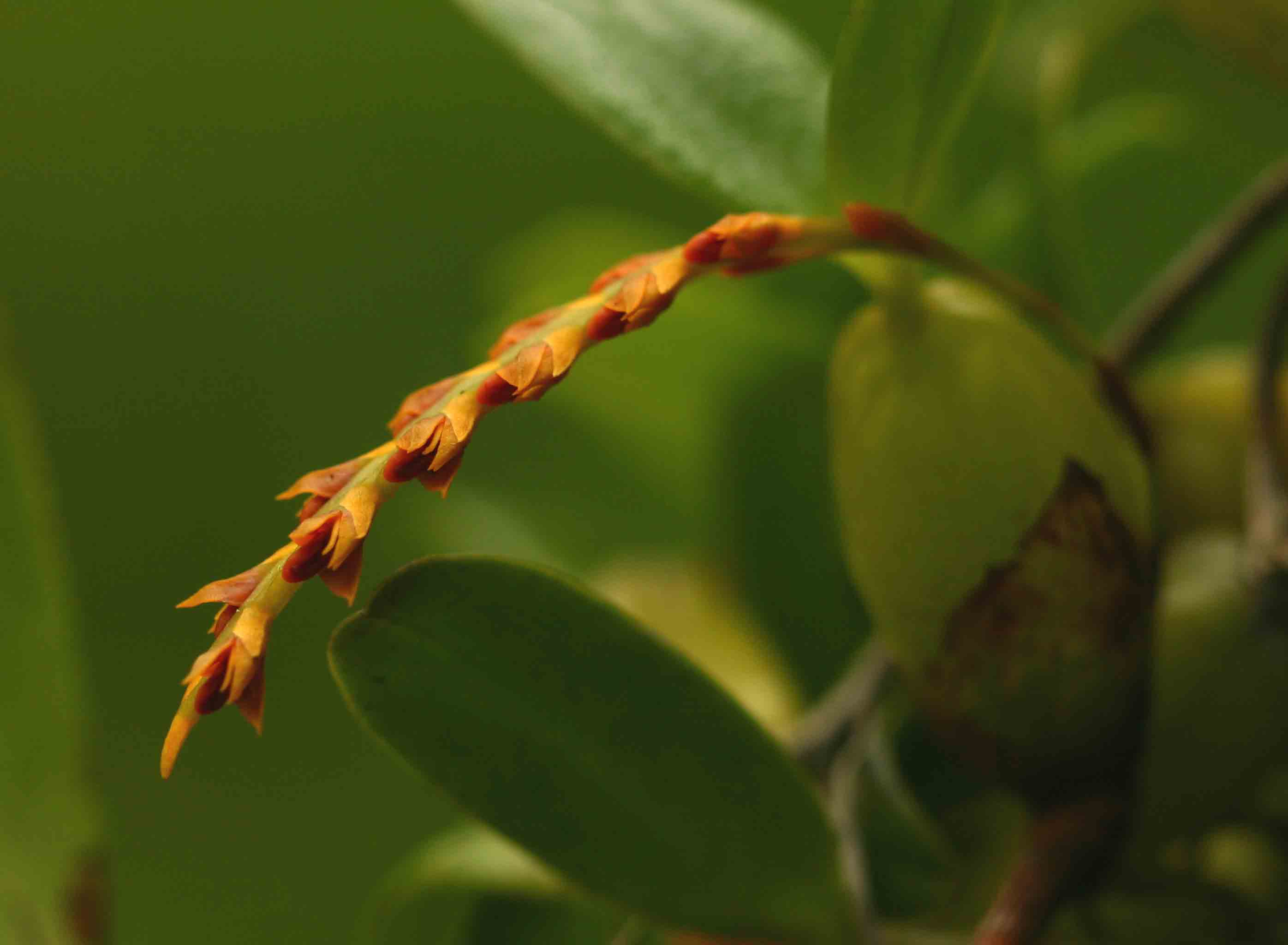 Bulbophyllum fuscum var. melinostachyum Bulbophyllum fuscum var. melinostachyum