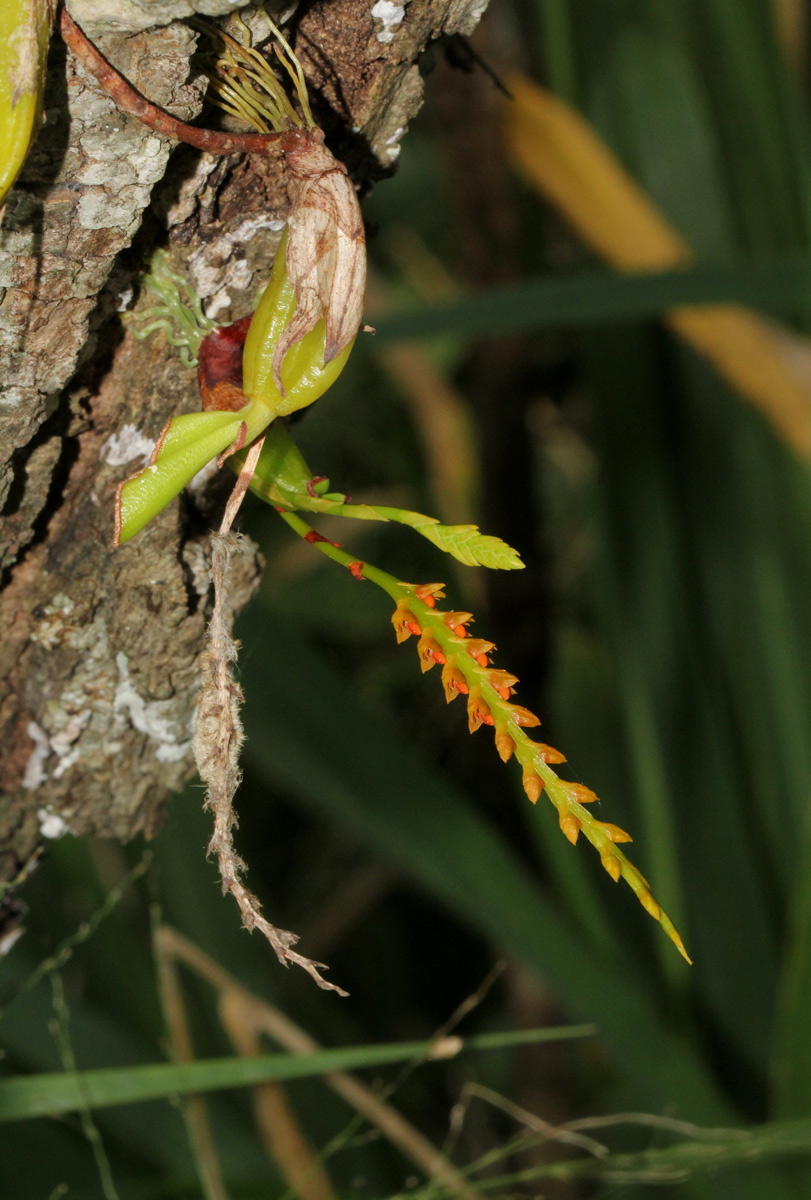 Bulbophyllum fuscum var. melinostachyum Bulbophyllum fuscum var. melinostachyum