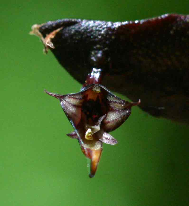 Bulbophyllum maximum Bulbophyllum maximum