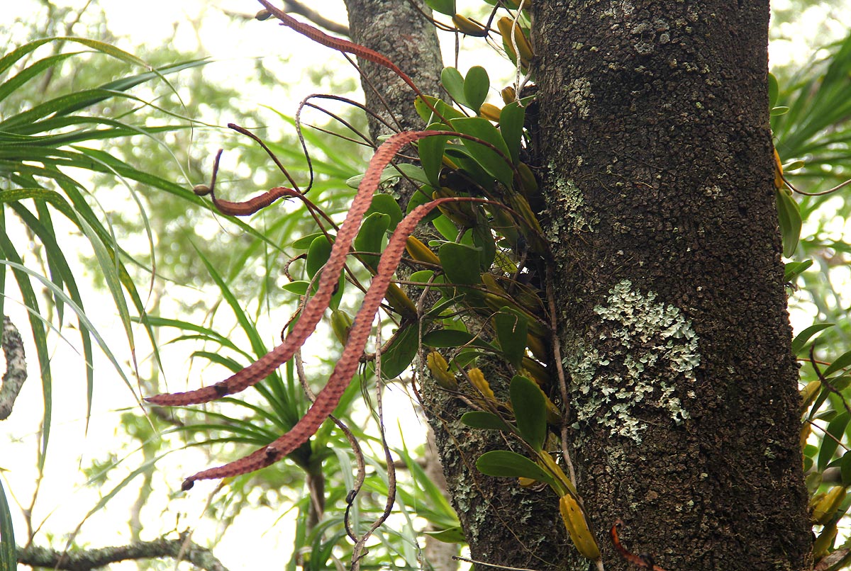Bulbophyllum maximum Bulbophyllum maximum