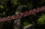 Bulbophyllum maximum
