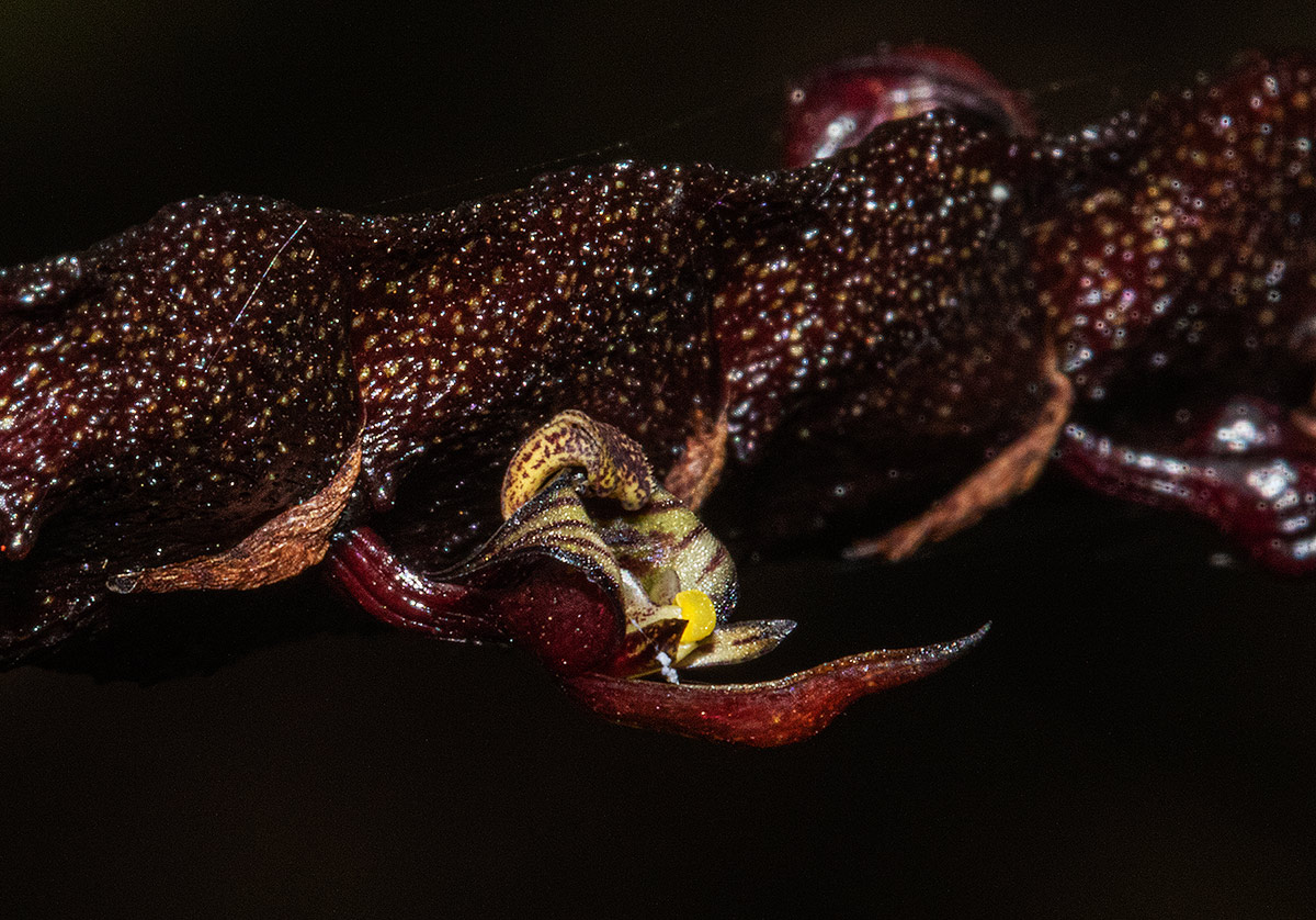 Bulbophyllum maximum Bulbophyllum maximum