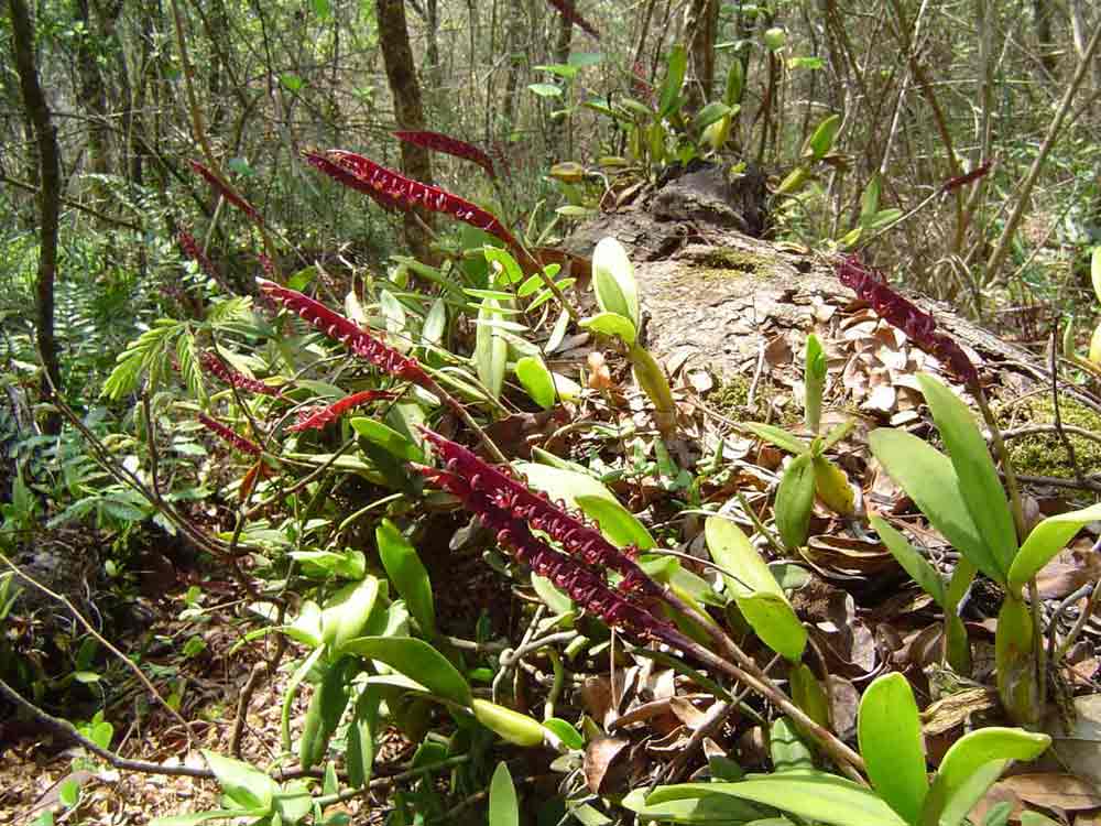 Bulbophyllum scaberulum var. scaberulum Bulbophyllum scaberulum var. scaberulum