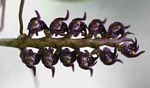 Bulbophyllum scaberulum var. scaberulum