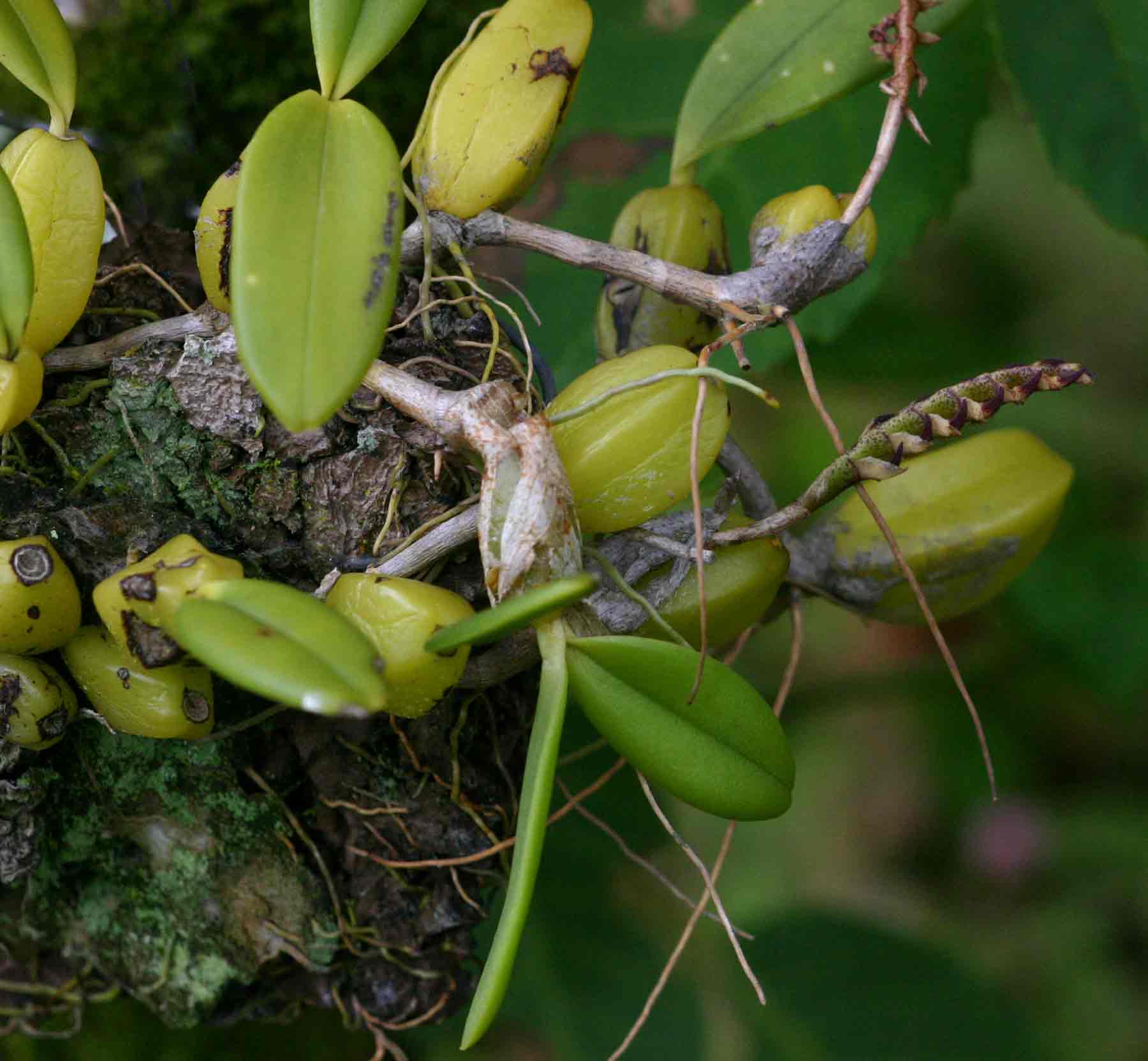 Bulbophyllum scaberulum var. scaberulum Bulbophyllum scaberulum var. scaberulum