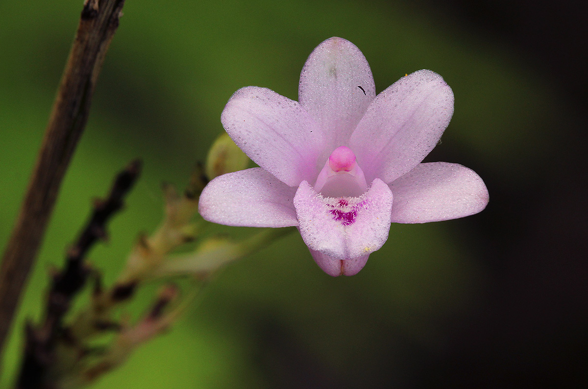 Polystachya dendrobiiflora
