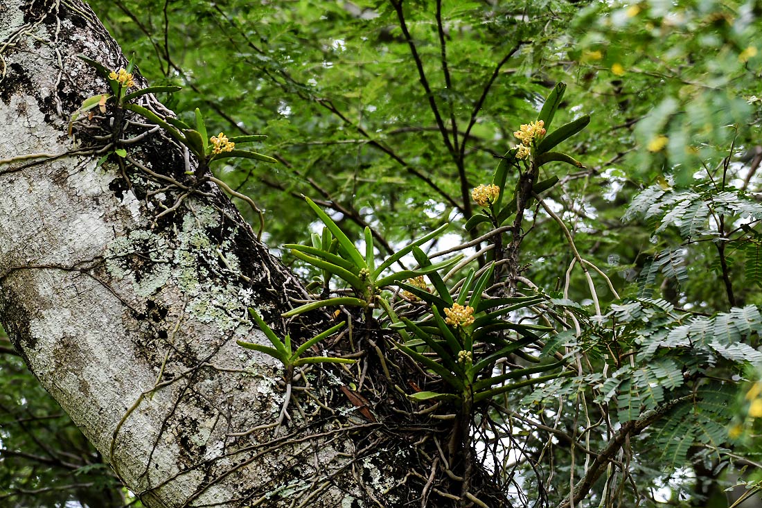 Acampe pachyglossa Acampe pachyglossa