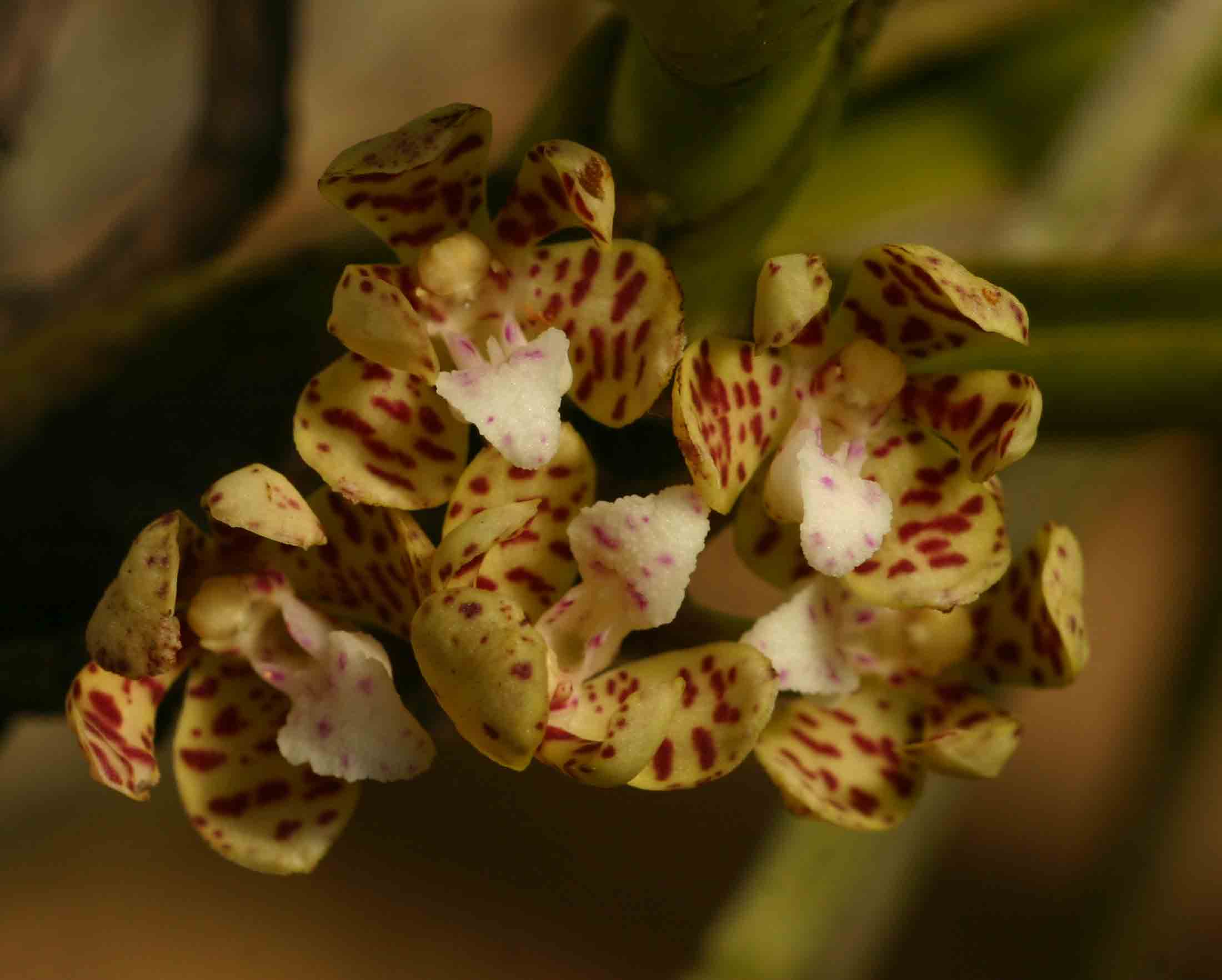 Acampe pachyglossa Acampe pachyglossa