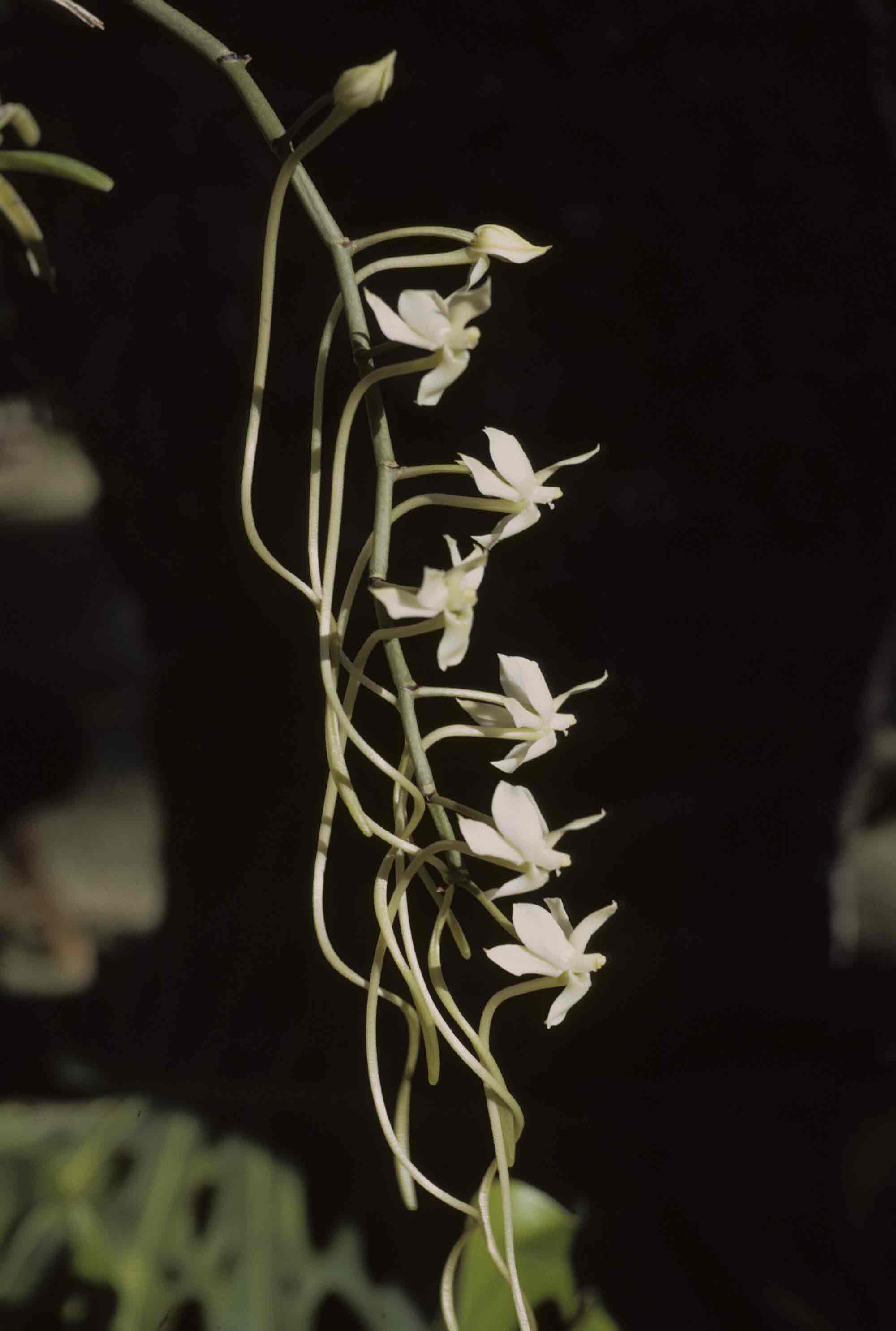 Aerangis verdickii var. verdickii Aerangis verdickii var. verdickii