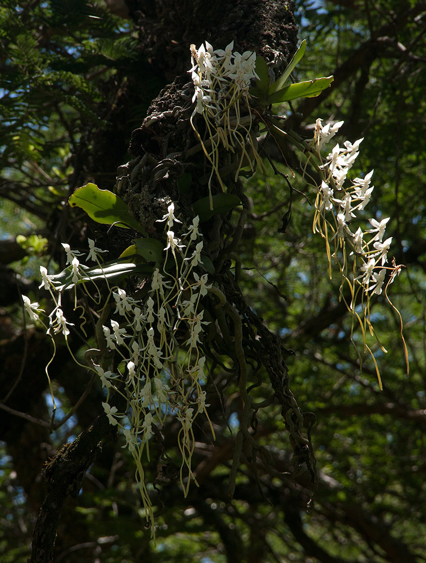 Aerangis verdickii var. verdickii Aerangis verdickii var. verdickii