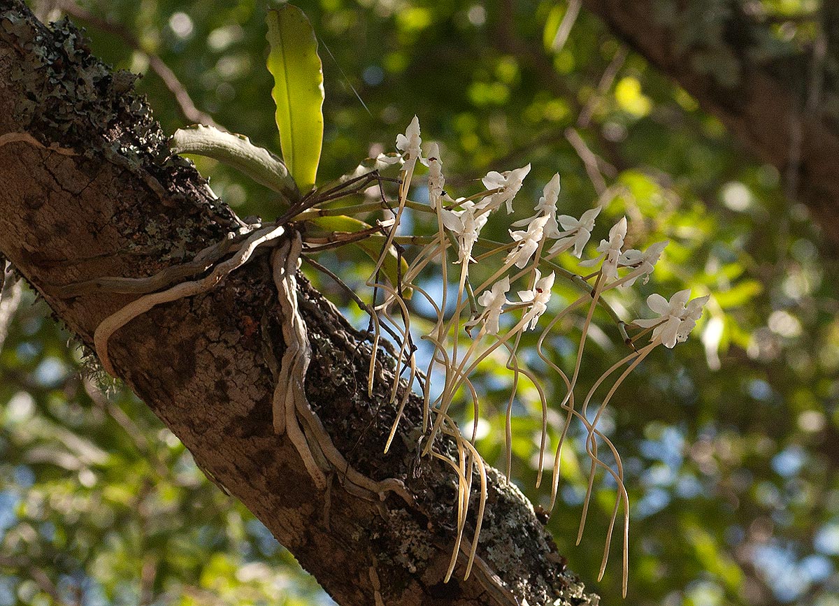 Aerangis verdickii var. verdickii Aerangis verdickii var. verdickii