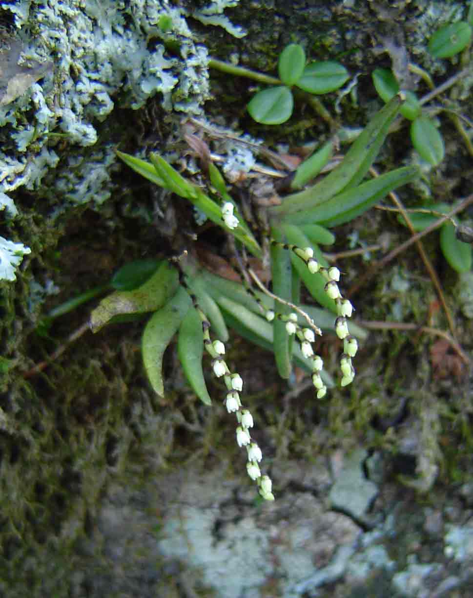 Bolusiella iridifolia subsp. picea Bolusiella iridifolia subsp. picea