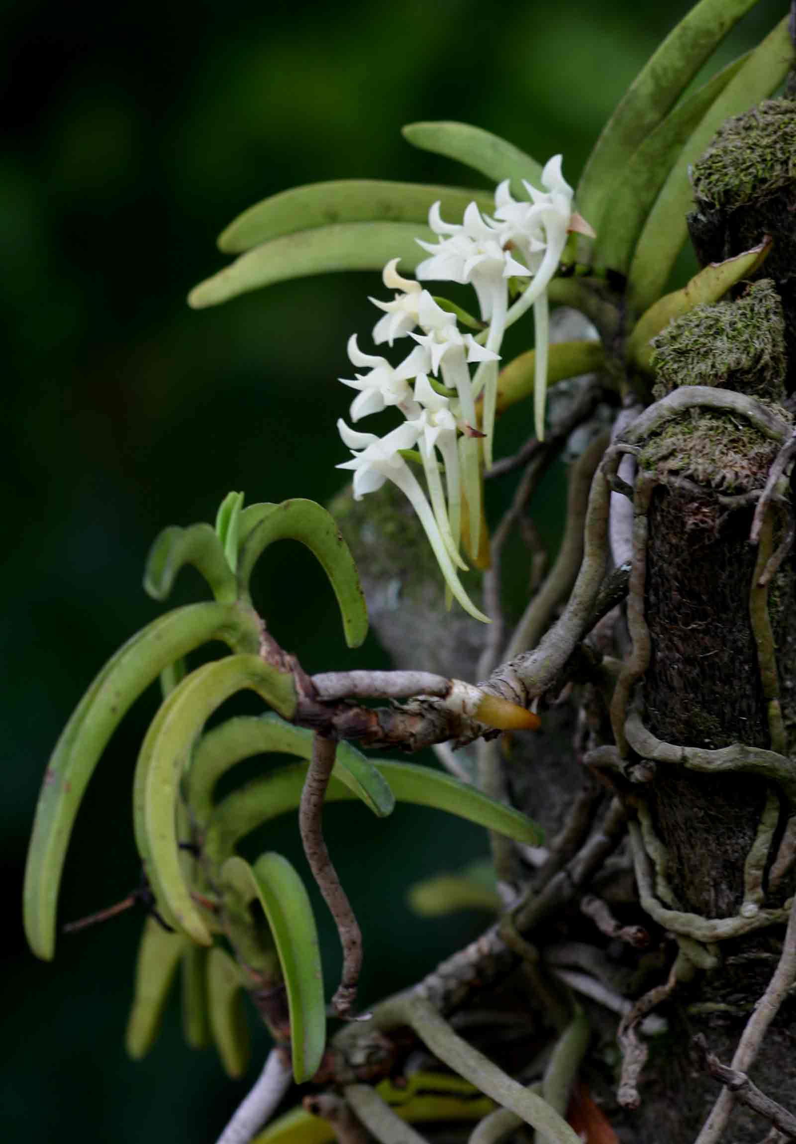 Cyrtorchis praetermissa subsp. praetermissa Cyrtorchis praetermissa subsp. praetermissa