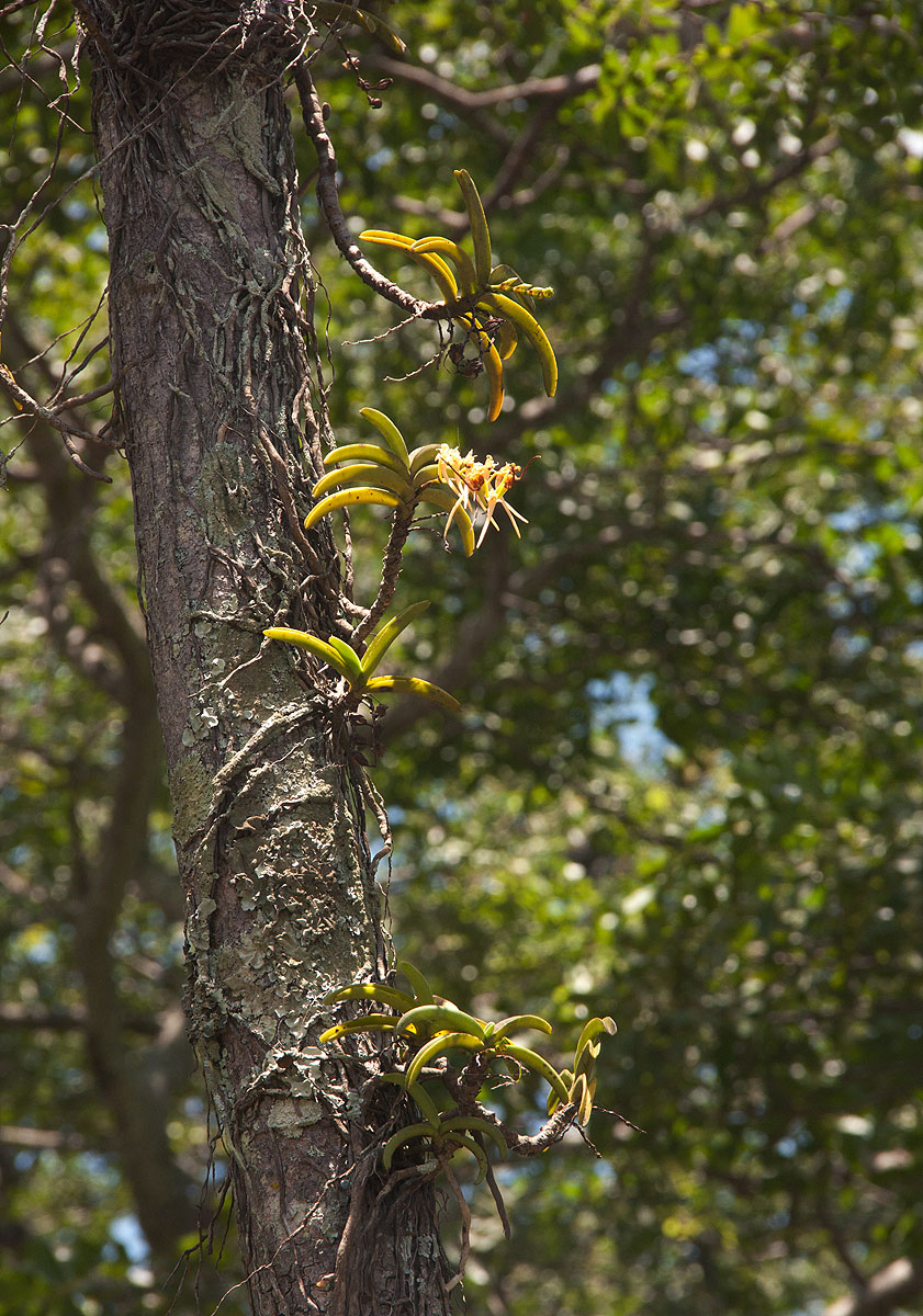 Cyrtorchis praetermissa subsp. praetermissa Cyrtorchis praetermissa subsp. praetermissa