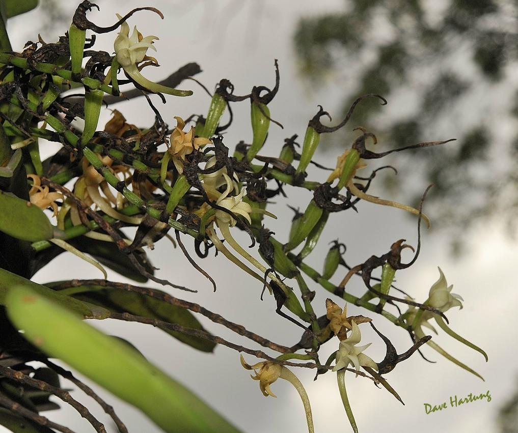 Cyrtorchis praetermissa subsp. praetermissa Cyrtorchis praetermissa subsp. praetermissa