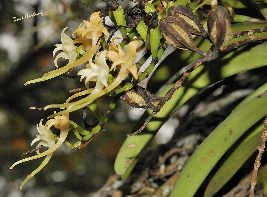 Cyrtorchis praetermissa subsp. praetermissa Cyrtorchis praetermissa subsp. praetermissa