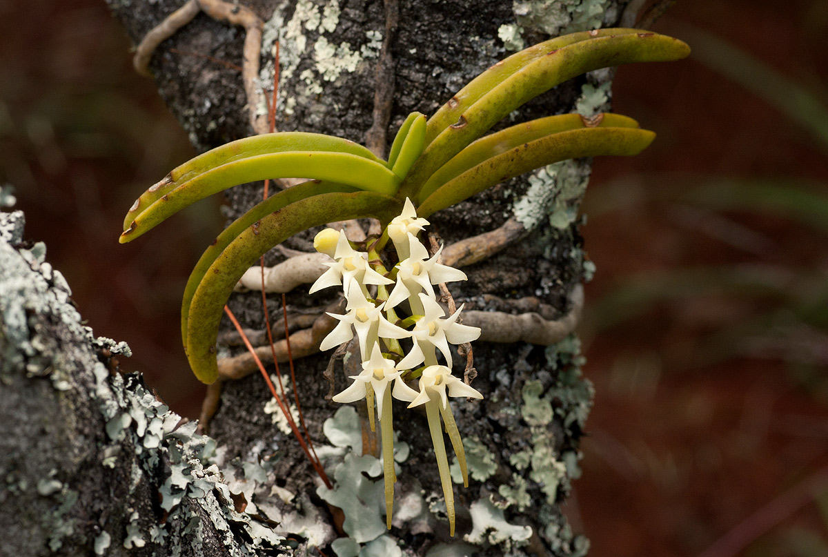 Cyrtorchis praetermissa subsp. praetermissa Cyrtorchis praetermissa subsp. praetermissa