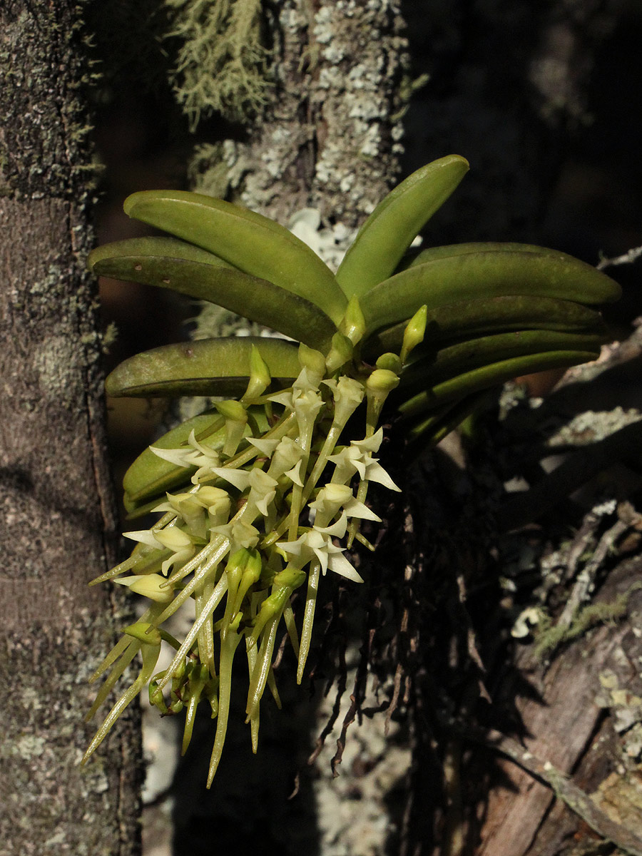 Cyrtorchis praetermissa subsp. praetermissa Cyrtorchis praetermissa subsp. praetermissa