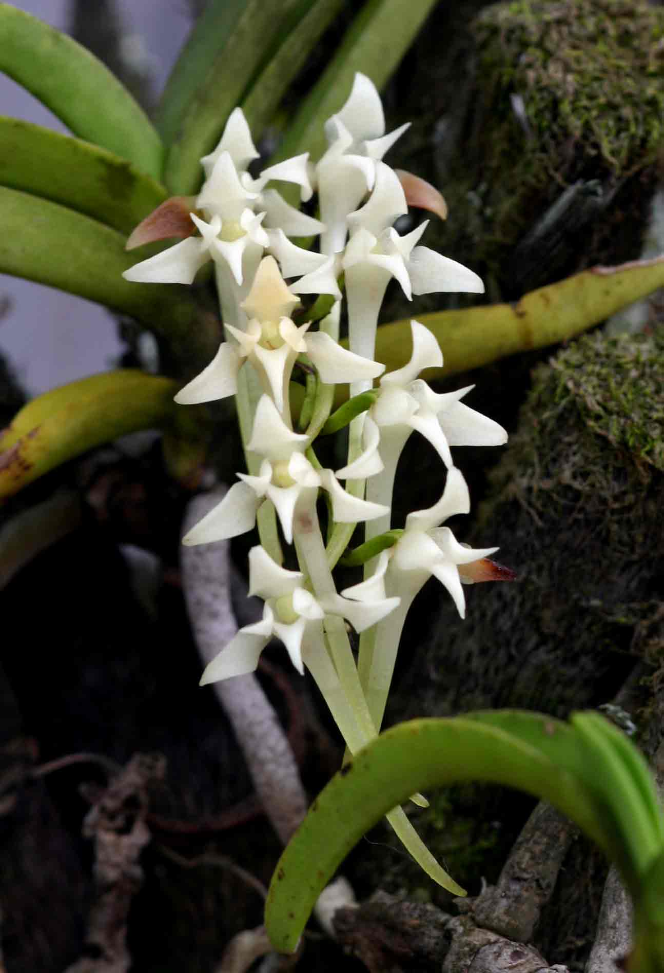 Cyrtorchis praetermissa subsp. praetermissa Cyrtorchis praetermissa subsp. praetermissa