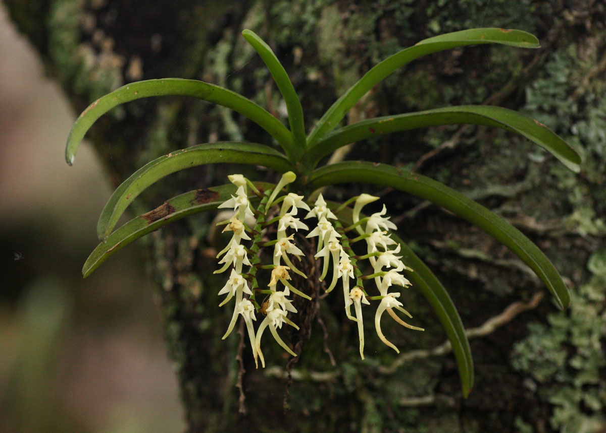 Cyrtorchis praetermissa subsp. praetermissa Cyrtorchis praetermissa subsp. praetermissa