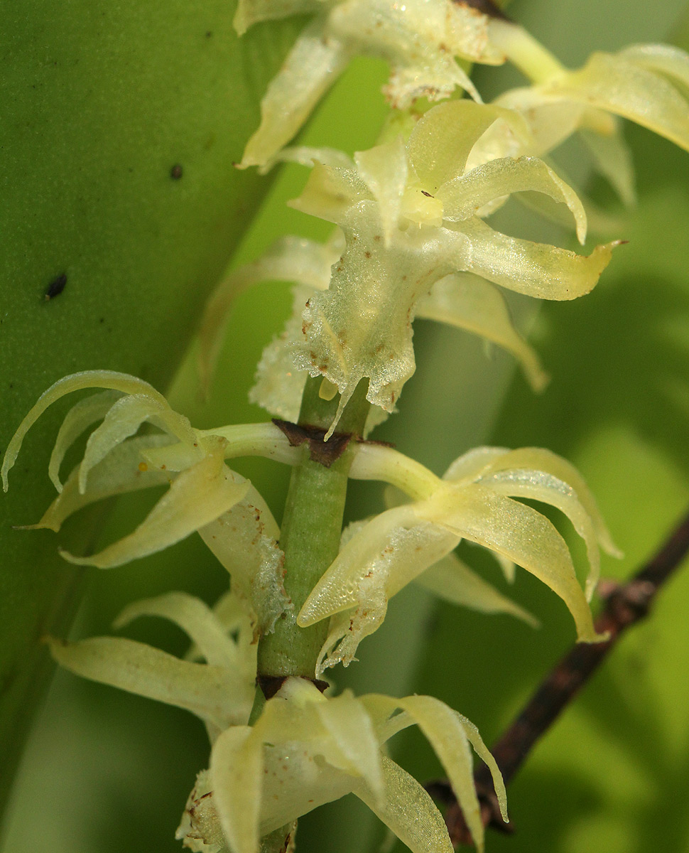 Diaphananthe fragrantissima Diaphananthe fragrantissima