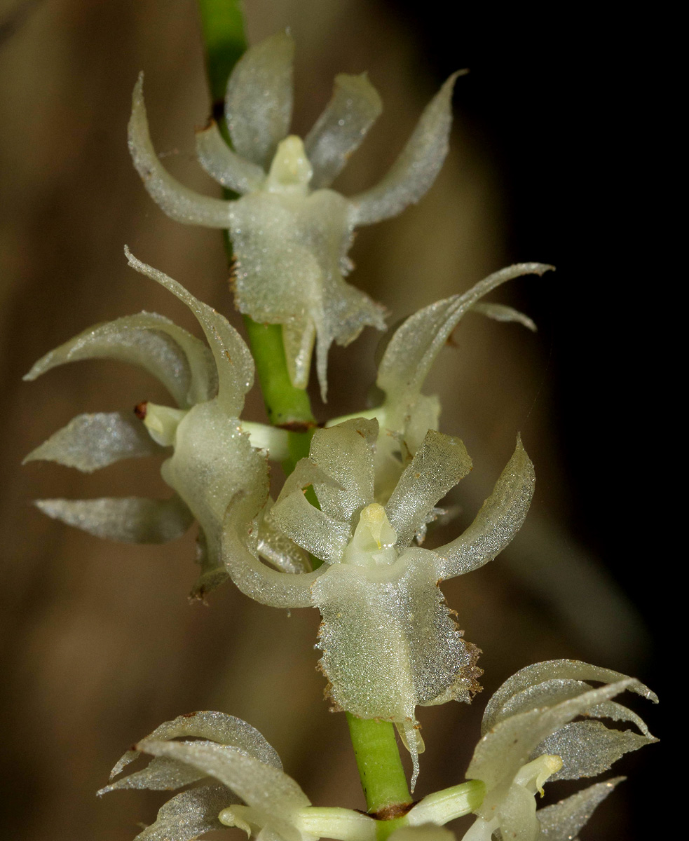 Diaphananthe fragrantissima Diaphananthe fragrantissima