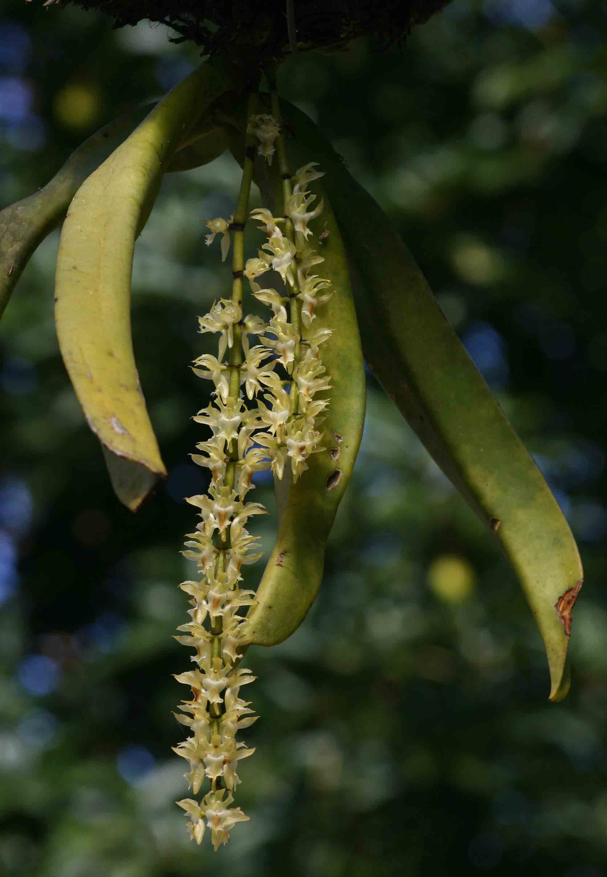 Diaphananthe fragrantissima Diaphananthe fragrantissima