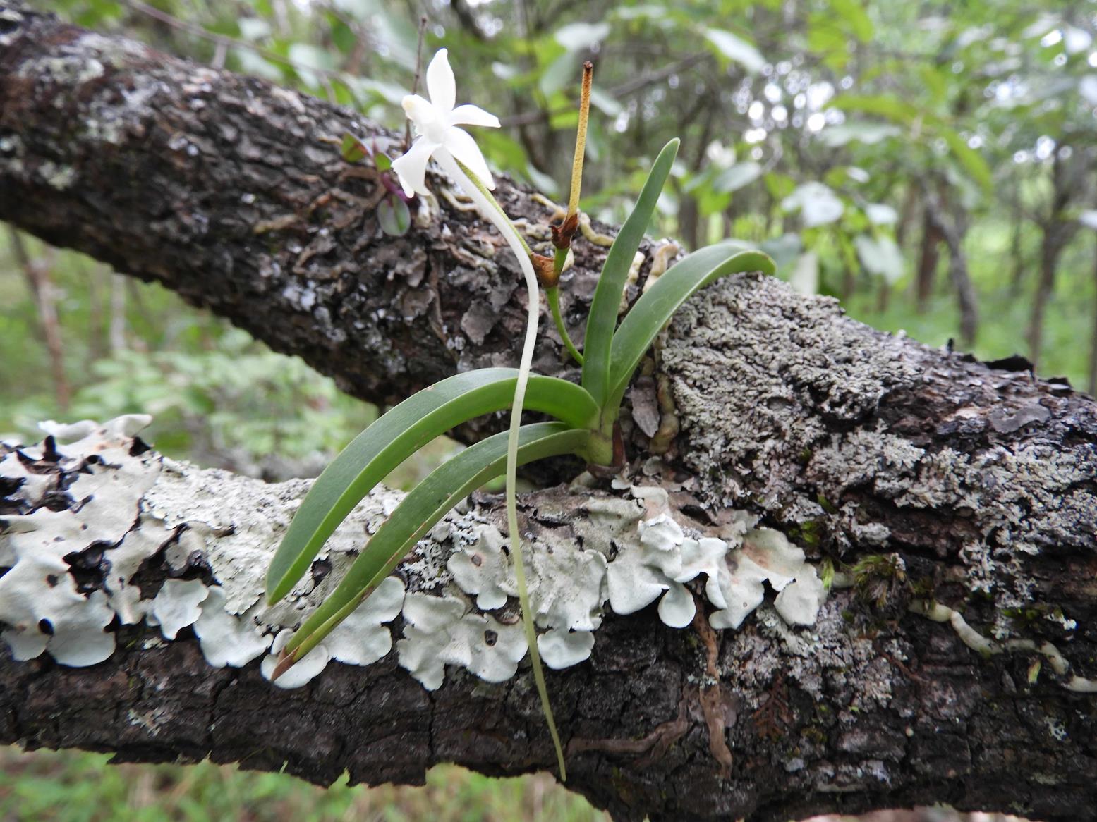 Rangaeris muscicola Rangaeris muscicola