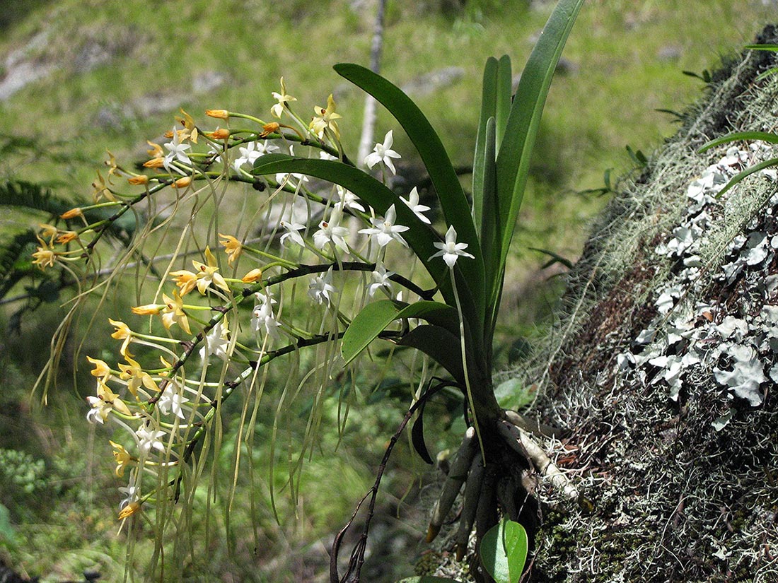 Rangaeris muscicola Rangaeris muscicola