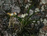 Rangaeris muscicola